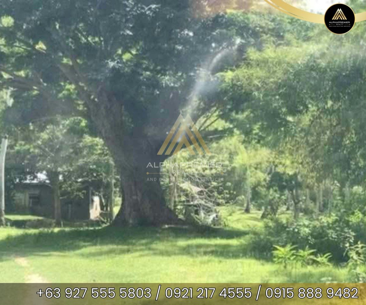 Lot for Sale in Quezon, photo 4