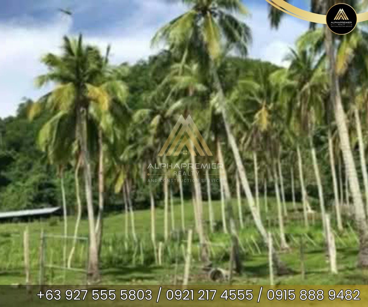 Lot for Sale in Quezon, photo 3