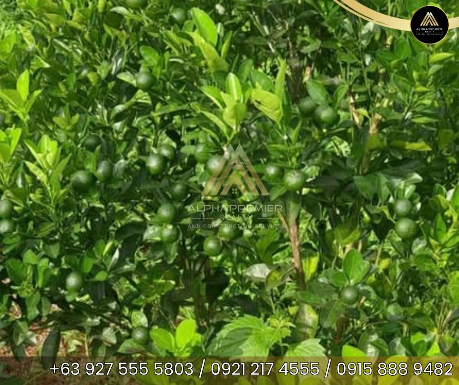 Lot for Sale in Naga City, photo 4